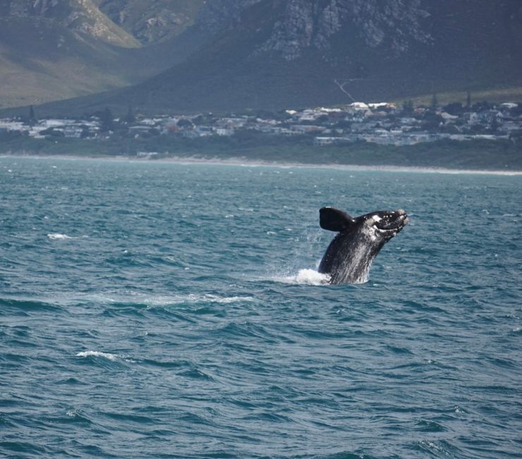 Hermanus ♥️