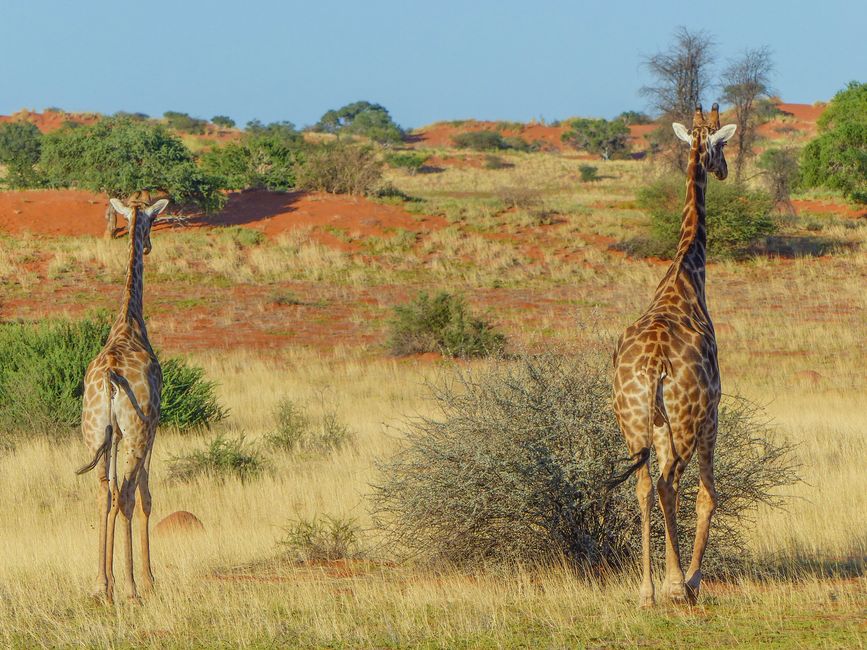 Combattere le giraffe