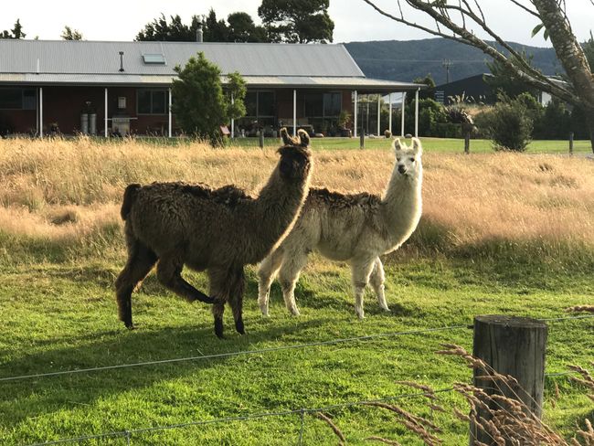 Lamas in der Nachbarschaft