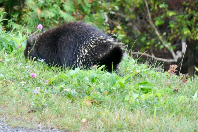 28.9. Encounter with a Porcupine