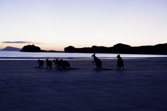Kängurus am Strand bei Sonnenaufgang