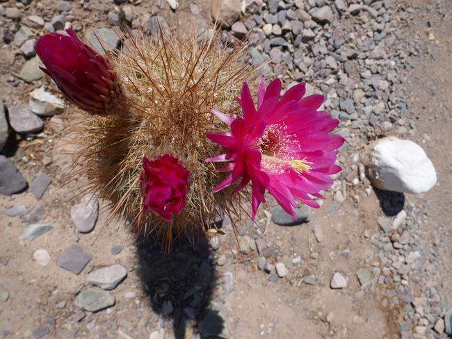 Kaktusové květy