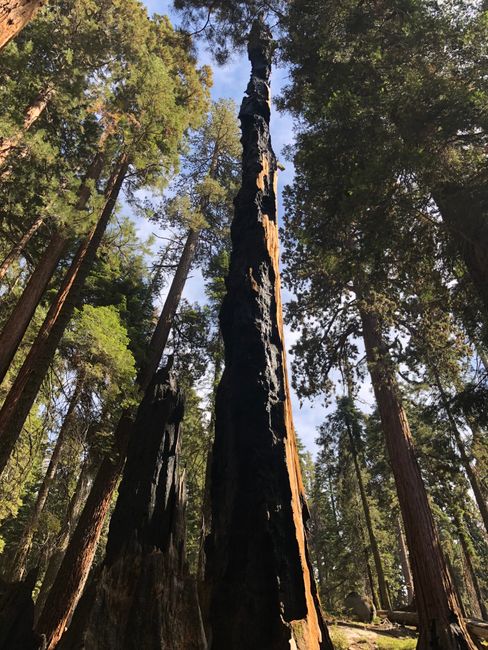 Sequoia Nationalpark 24.9.18