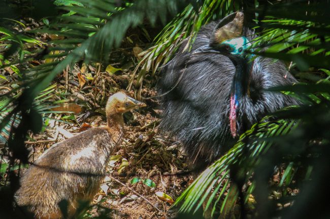 Cassowary with young