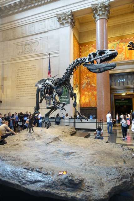 Skelett von Dinosaurier im Natural History Museum