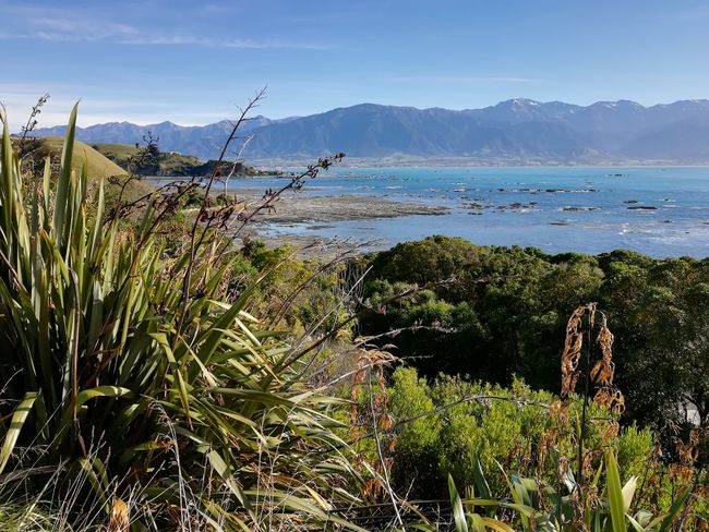Blog 16: last days in NZ