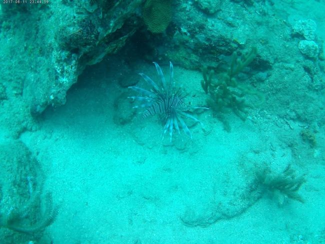 Hermoso pero peligroso para el mundo submarino. El pez león no tiene enemigos naturales. Suerte para los buzos. Se le permite ser cazado y comido.