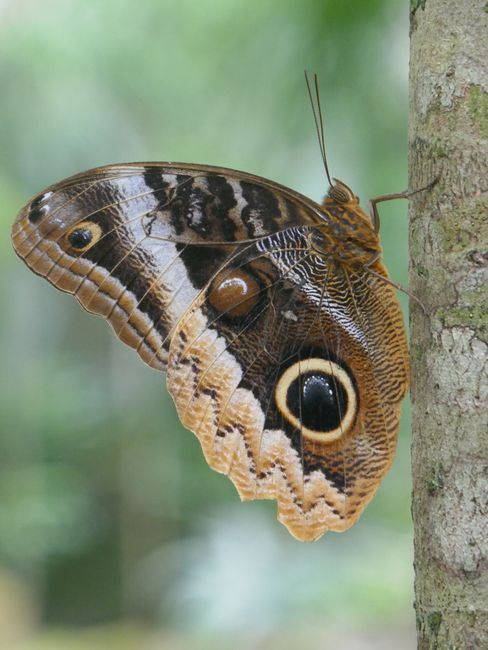 Tikal - 10cm grosser Schmetterling