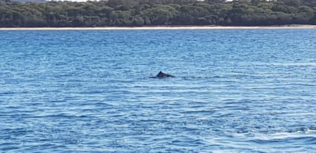 Delphine bei der Überfahrt