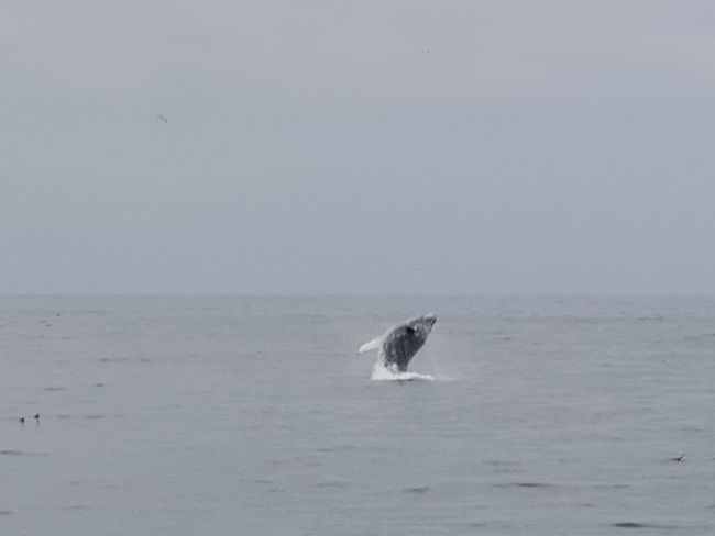 Kuyang'ana Whale ku Monterey & 17-Mile-Drive