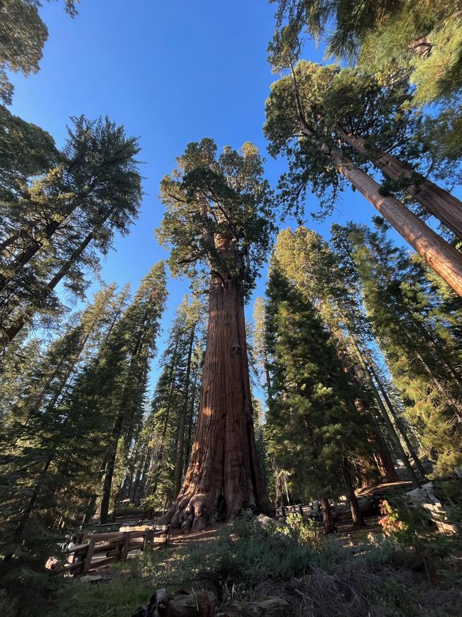 Fresno and Sequoia National Park
