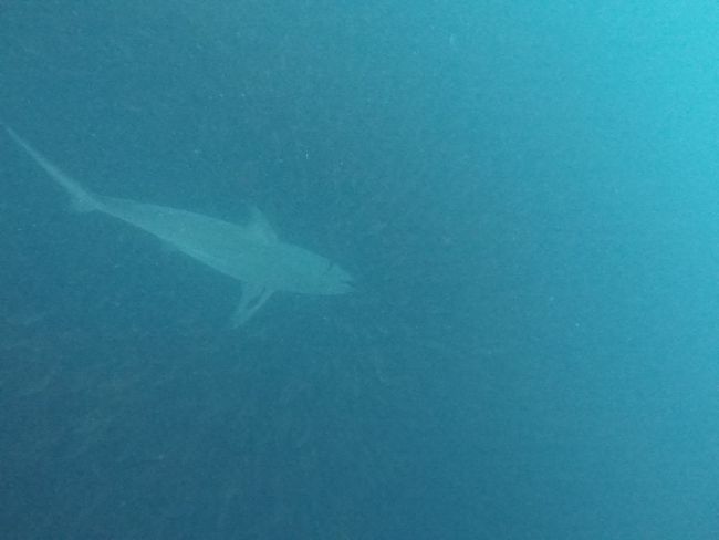 Ein schnelles Foto vom Hai