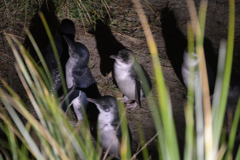 New Zealand - South Island - Otago Peninsula - Little Blue Penguins Returning to the Colony in the (late) Evening