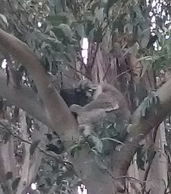 Dieses Foto ist ein bisschen bearbeitet. Vielleicht lässt sich so der Koala besser erkennen?