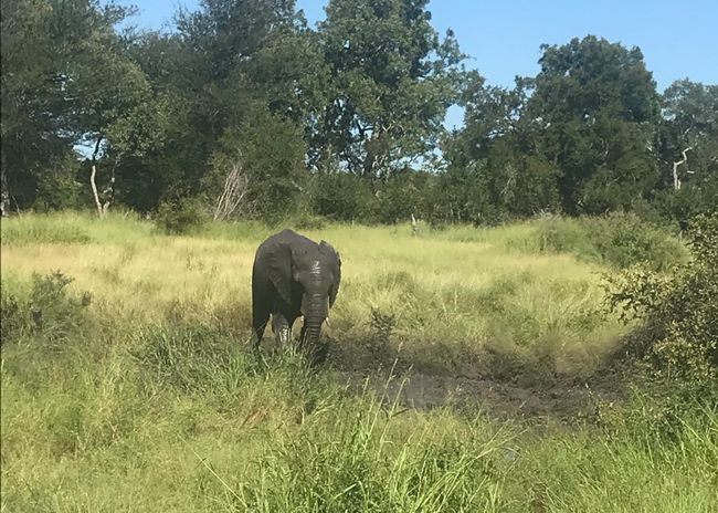 Abenteuer Safari