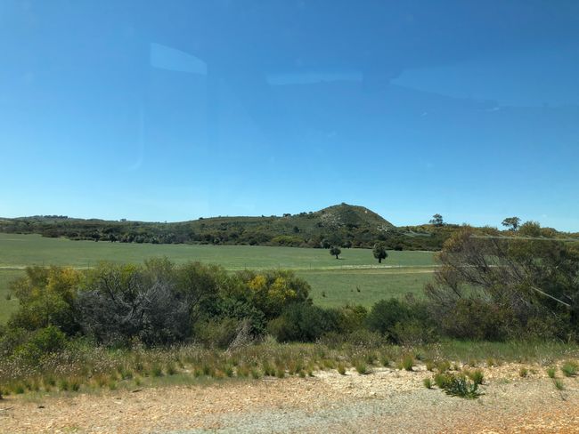 Koalas en el Parque Nacional Yanchep – tan adorables