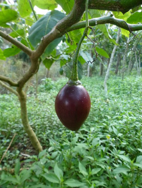 Terong belanda (Tomarillo or also known as tree tomato)