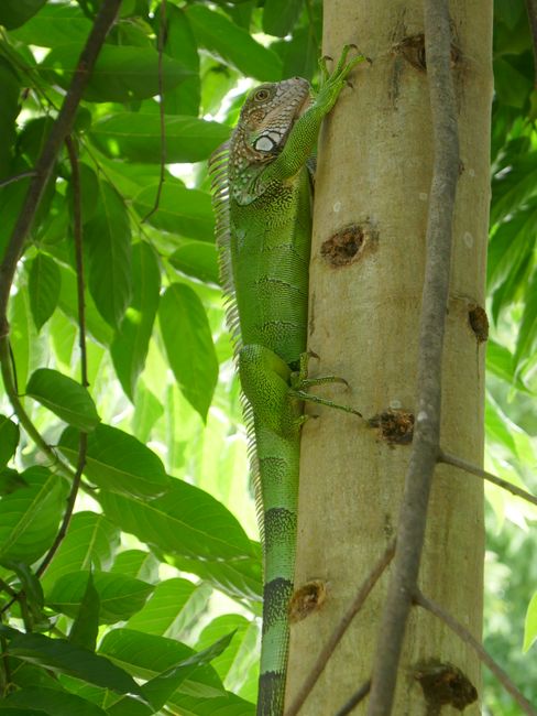 Grüner Iguana