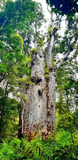 Tane Mahuta - Lord of the Forest (largest Kauri tree)