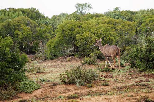Auf Safari / weibliches Kudu