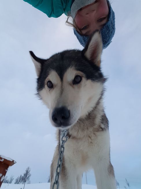 Norway Part 1: Sled Dogs at Northern Lights
