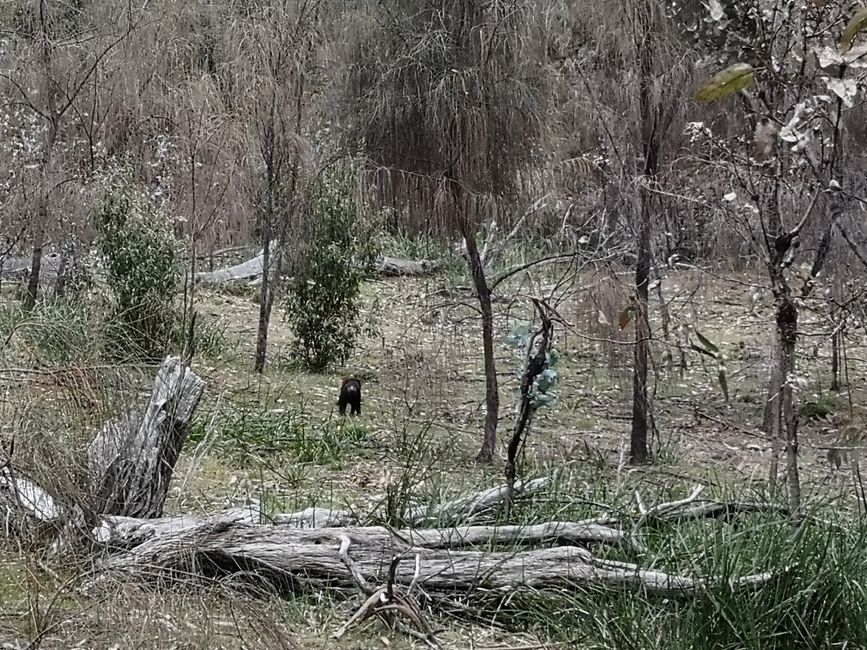 Unerwartete Begegnung mit einem tasmanischen Teufel 