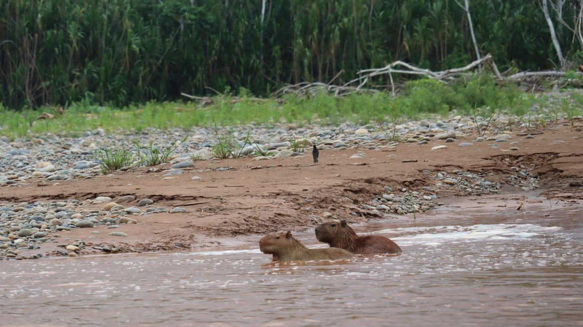 Capybaras (quasi Riesenmeerschweinchen)