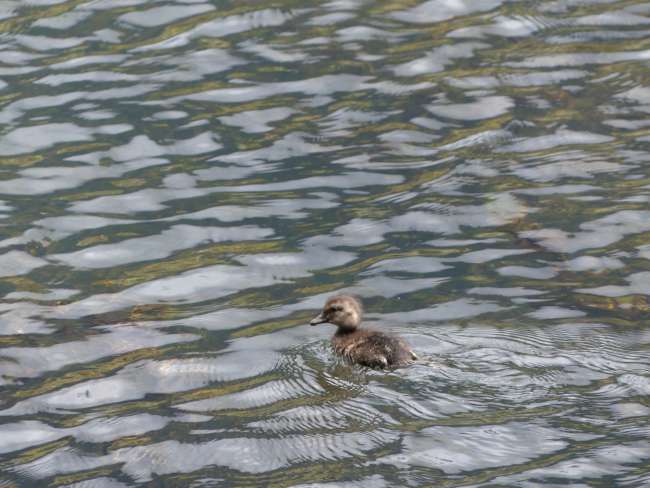 Baby duck on the lake