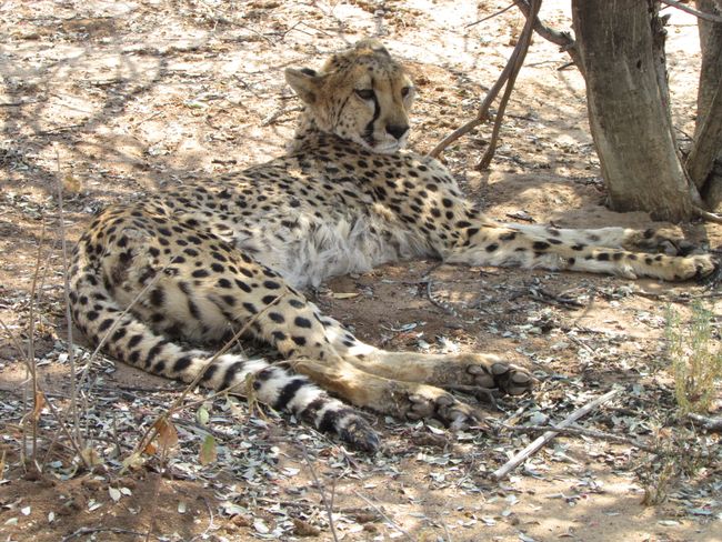 Cheetah Conservation Fund, Otjiwarongo