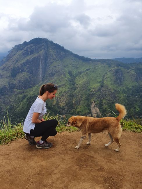 Un perro en el Little Adams Peak