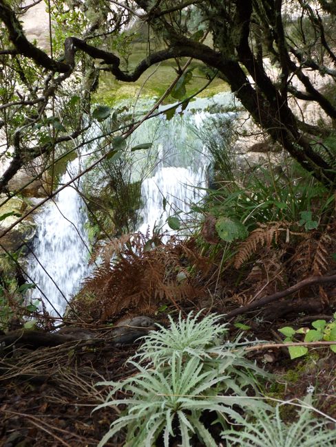 Abstieg durch den Laurasilva Wald zum Wasserfall