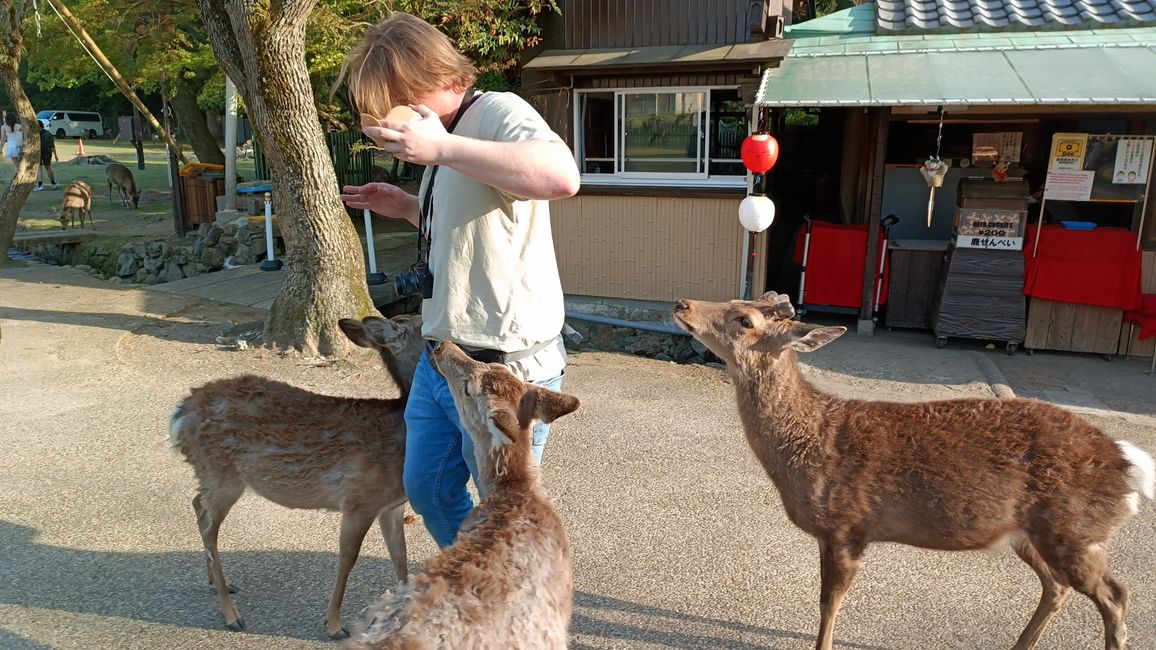Nara - Oh deer!
