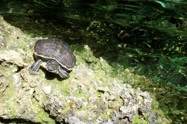 Flora and Fauna - Fresh water turtle