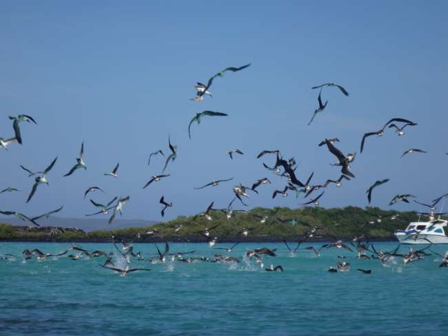 Flore et faune des îles Galapagos