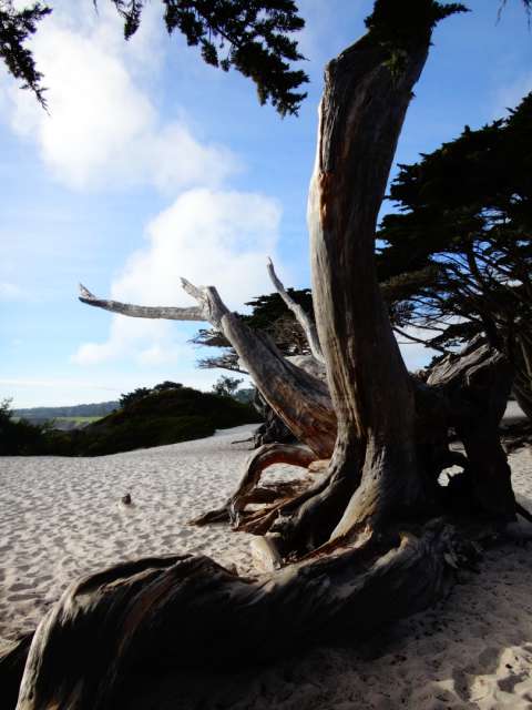 California: San Francisco bis Monterey