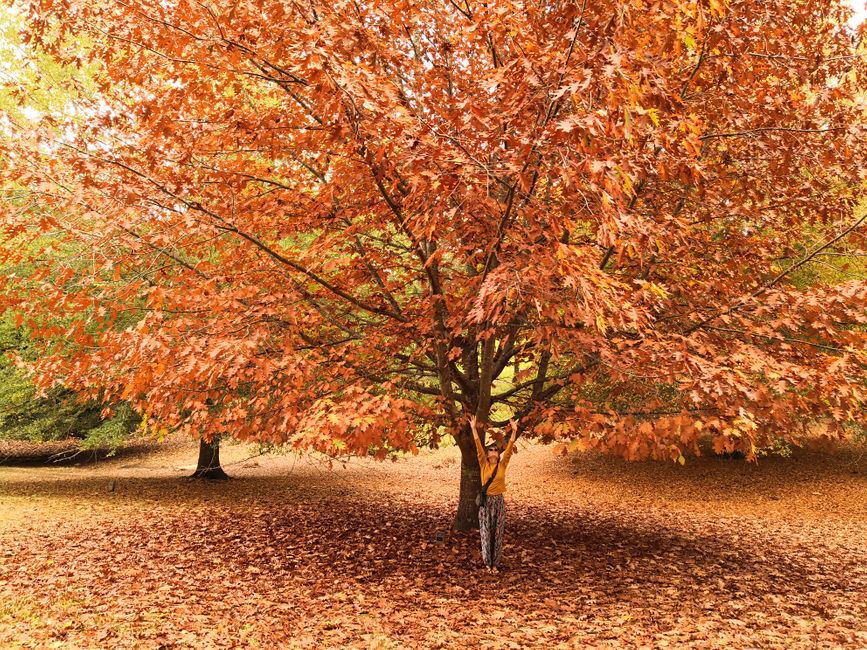 autumn leaves in the 'Golden Tree Valley Park', which contains many European tree species