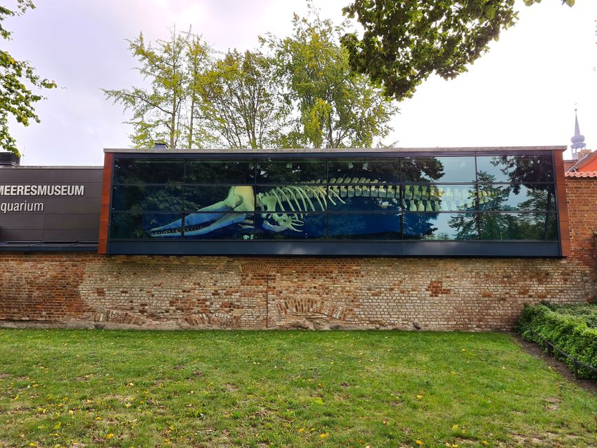 In the large ship of the old monastery, today hangs the skeleton of a fin whale
