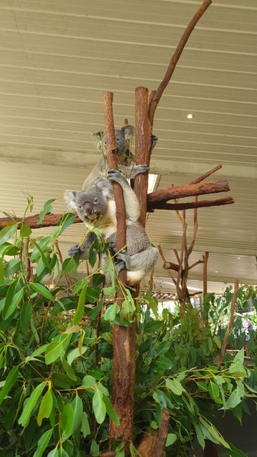Koalas everywhere :-)