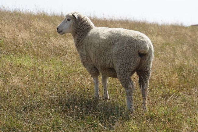 Neuseeland hat sechs mal so viele Schafe wie Einwohner