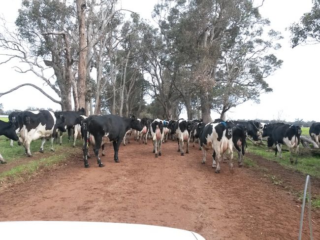 900 ladies on their way to milking