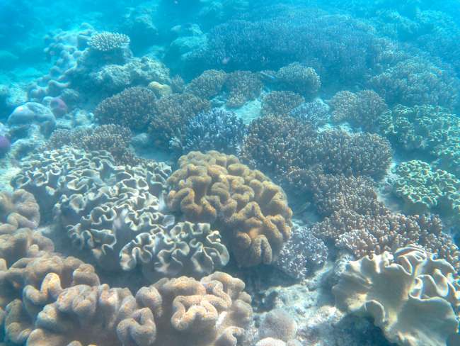 Coral landscape at the second snorkeling spot