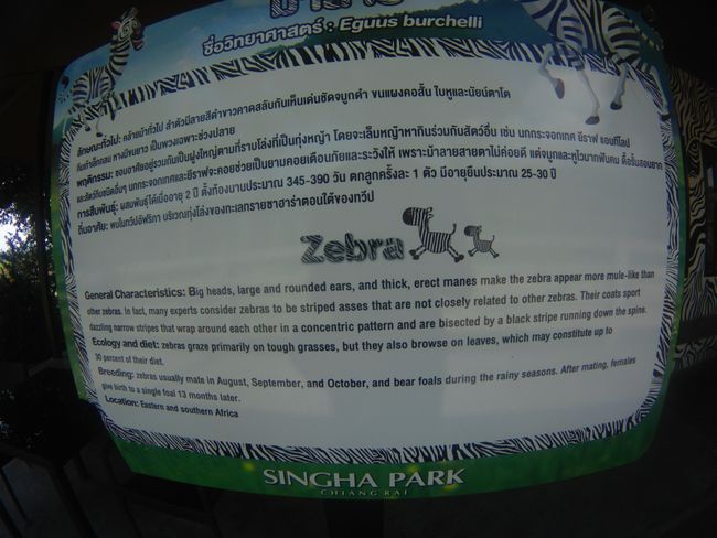 Ein paar Infos über das Zebra.