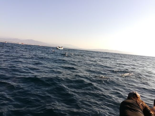 Delfine direkt neben unserem Boot 