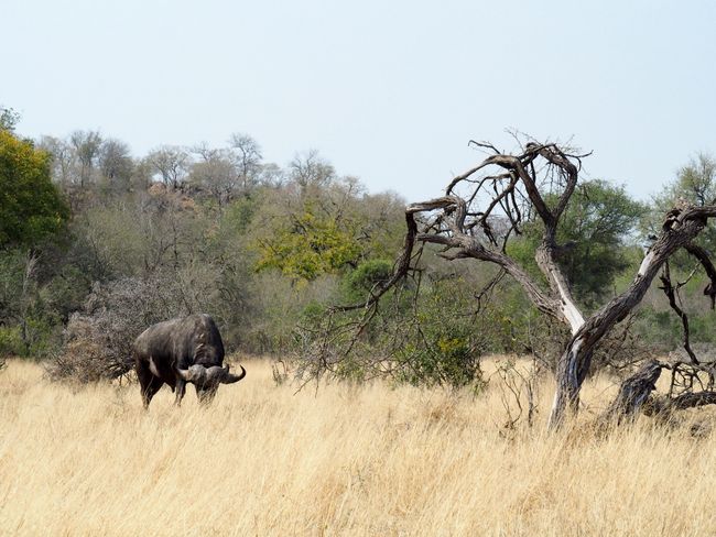 Wildlife - even more Kruger