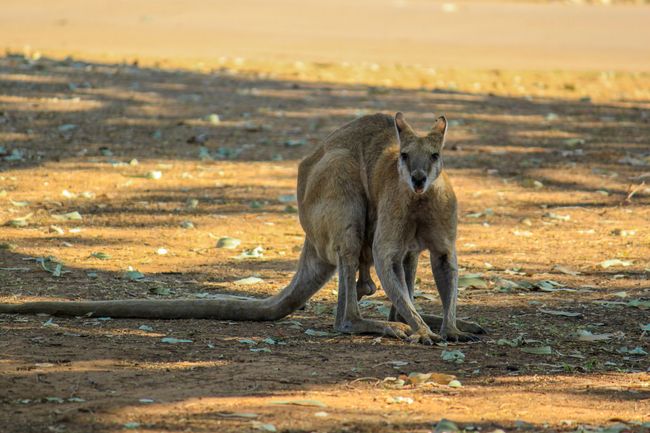 Campground-Bewohner Wallaby in Fitzroy Crossing