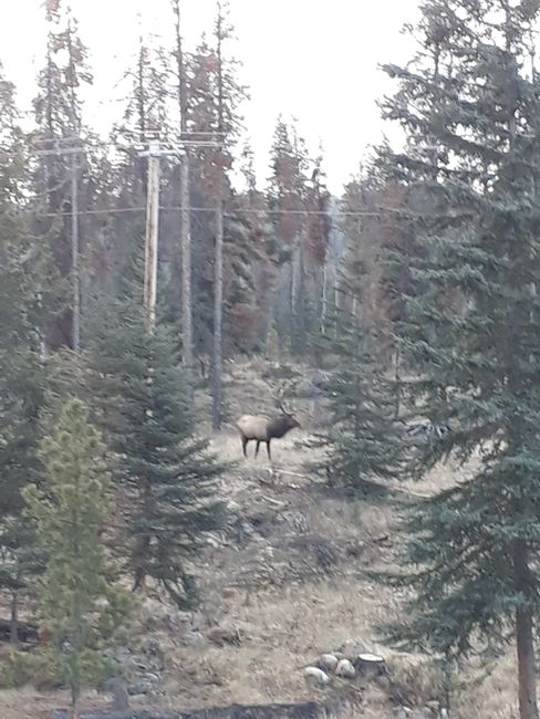 Deer in Jasper