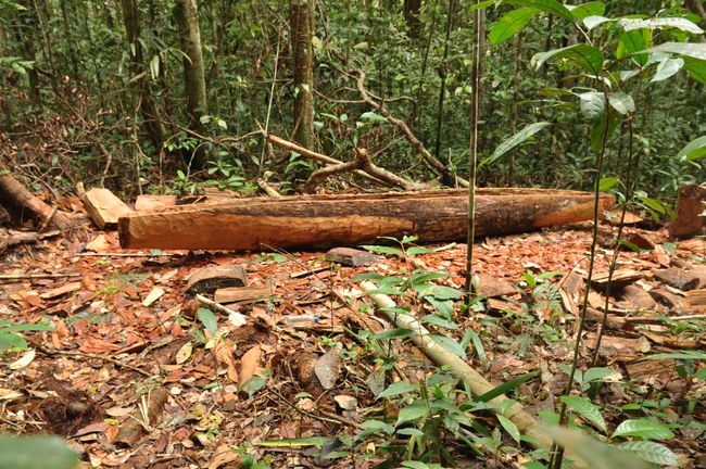 A dugout canoe being built in the middle of the rainforest
