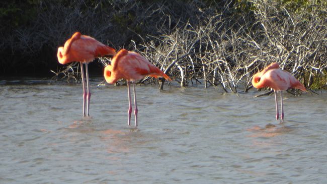 Flamingos..