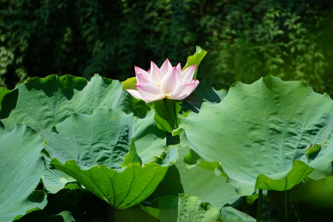 Lotus 😍