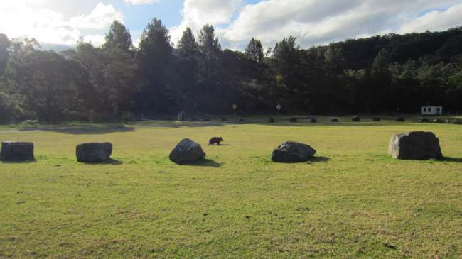 Wildlife :)
